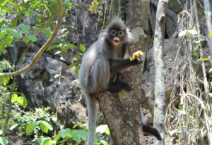There's nothing like seeing monkeys in the wild!